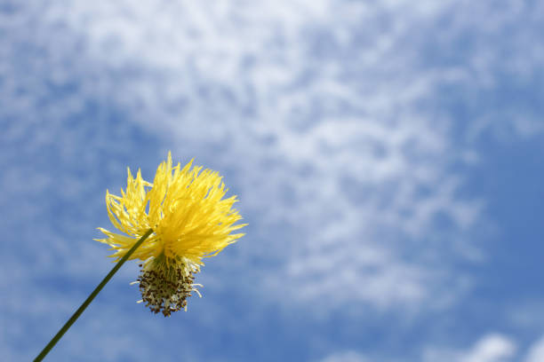 Wild flower pollen displayed against a bright sky background.