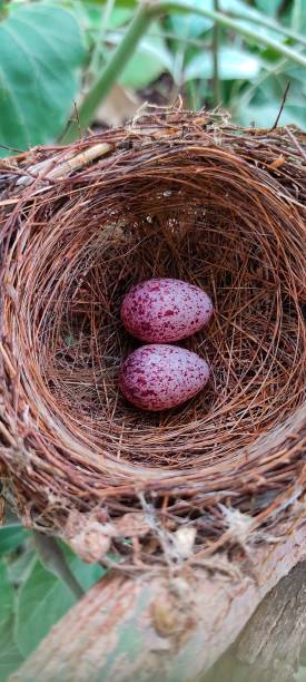 Nightingale Eggs photo,Nightingale Eggs wallpaper Nightingale Eggs photo,Nightingale Eggs wallpaper crows nest stock pictures, royalty-free photos & images