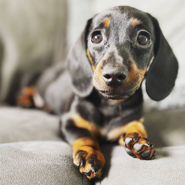 미니어처닥스훈트  - miniature dachshund 뉴스 사진 이미지