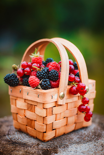 Fresh berries in basket. close-up of summer raspberries and blackberries outdoors. banner