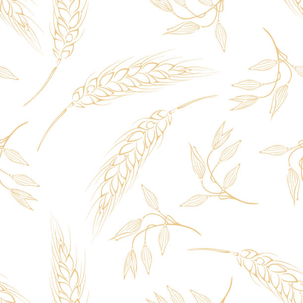 illustrazioni stock, clip art, cartoni animati e icone di tendenza di sfondo botanico. modello vettoriale senza cuciture con spighe gialle di avena e contorno di grano su bianco. - wheat cereal plant oat crop
