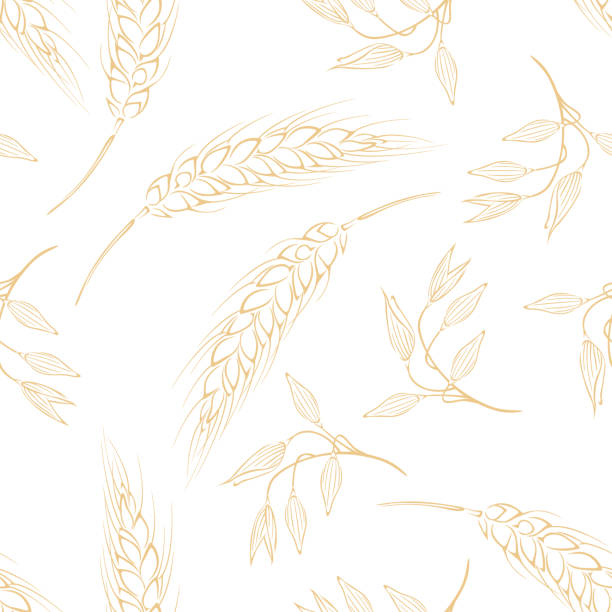 stockillustraties, clipart, cartoons en iconen met botanical background. vector seamless pattern with yellow ears of oats and wheat outline on white. - wheat