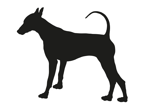 Black dog silhouette. Standing mexican hairless dog puppy. Pet animals. Isolated on a white background. Vector illustration.