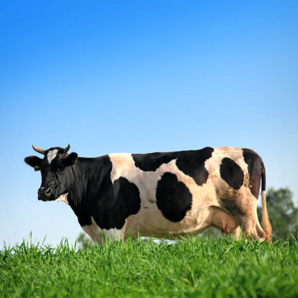 A cow with white spots on its face is standing in a field. The cow is looking at the camera