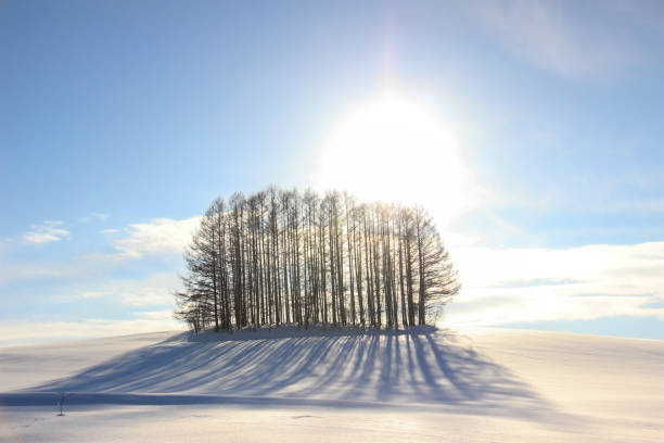 istock Snow-covered hill and larch forest 1415527136