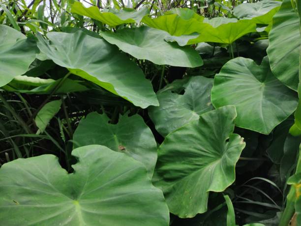 istock Arbi stock image,arbi leaves 1415527152