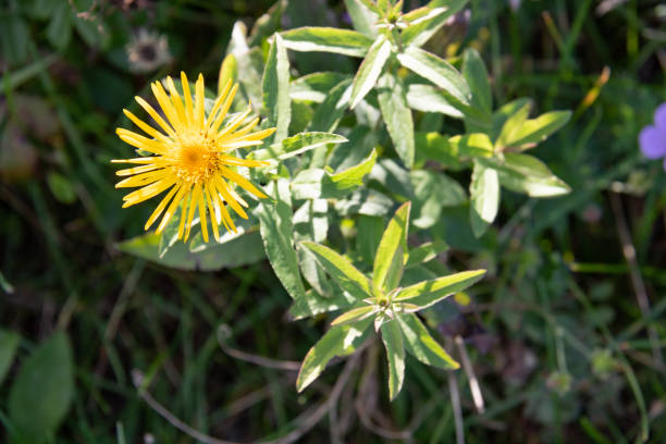 yellow flowers on the beach