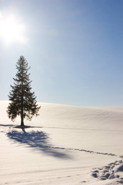 istock Pine tree standing in the snow field in Biei 1415527263