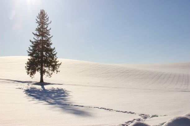 Pine tree standing in the snow field in Biei Pine tree standing in the snow field in Biei snowfield stock pictures, royalty-free photos & images