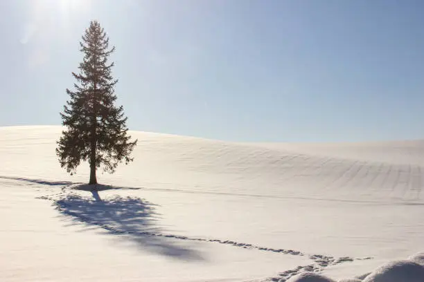 Pine tree standing in the snow field in Biei