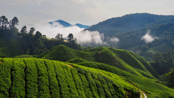 Haze on tea plantation