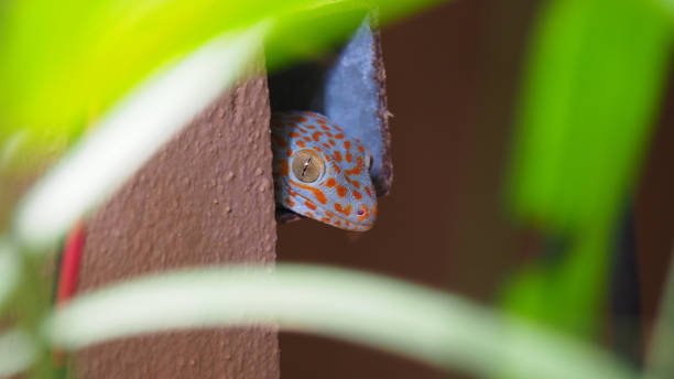 Head of blue gecko tokay Head of a blue tokay gecko coming out of a pipe tokay gecko stock pictures, royalty-free photos & images