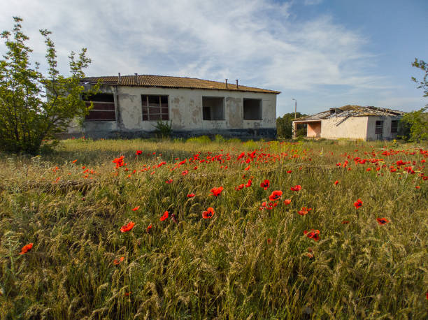 Red poppies and abandoned building in Georgia travel stock photo