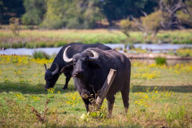 istock Water buffalo in the Beeden biotope (Homburg-Beeden, Saarland) 1415528293