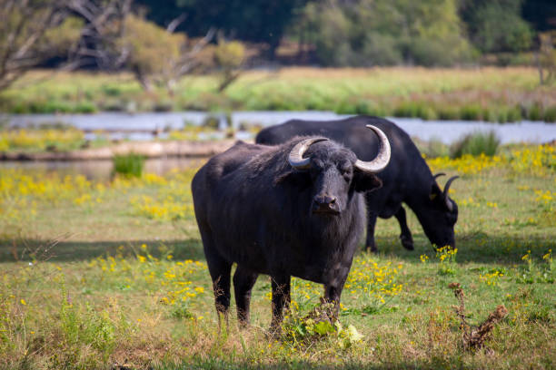 Water buffalo in the Beeden biotope (Homburg-Beeden, Saarland)