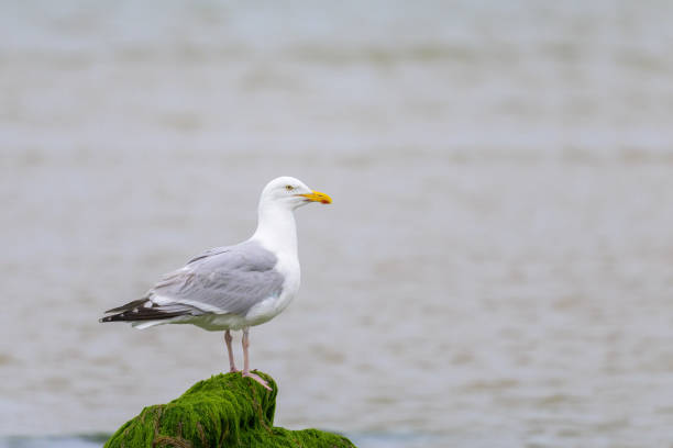 istock A European Herring Gull standing on a rock 1415529191