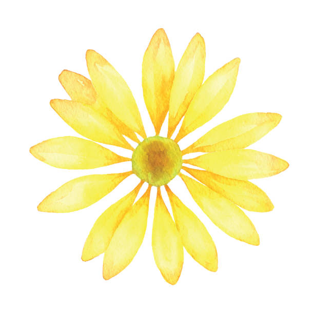 Watercolor Yellow Flower Watercolor yellow flower. Vector tracing. daisy flower spring marguerite stock illustrations