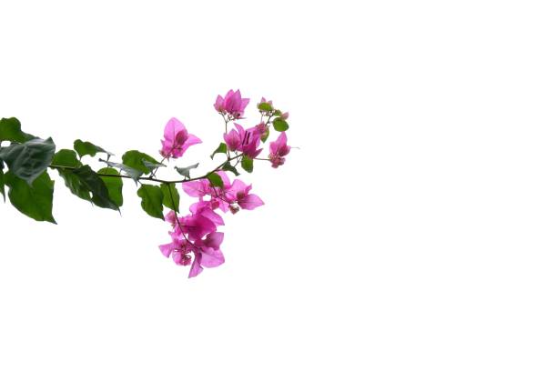 A bouquet of sweet pink Bougainvillea  flower blossom with green leaves on white isolated background With copy space bougainvillea stock pictures, royalty-free photos & images