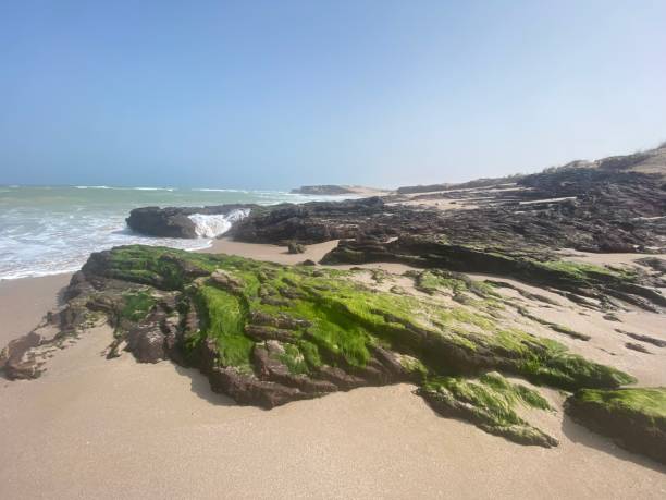 istock Alae on Rocks in Oman 1415531061