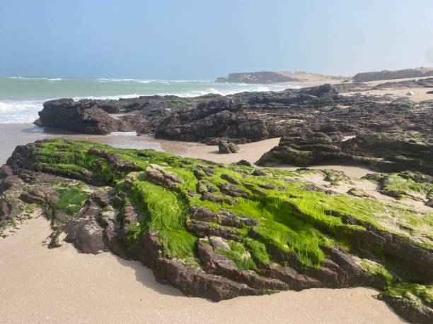 istock Alae on Rocks in Oman 1415531062