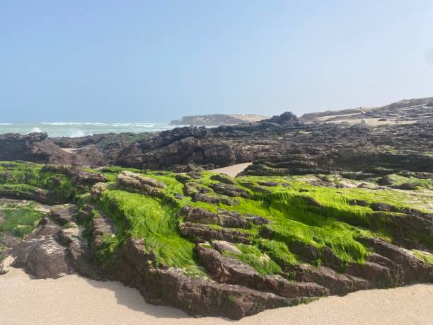 istock Alae on Rocks in Oman 1415531063