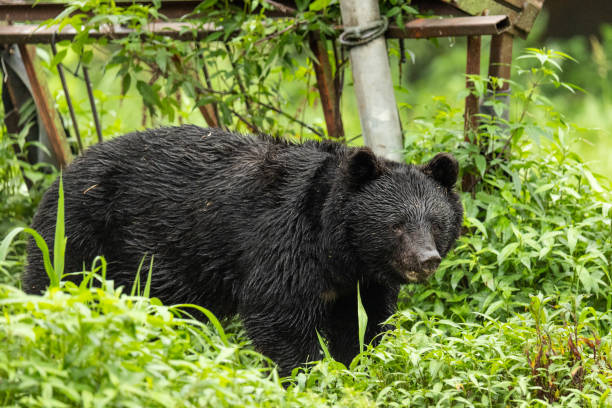 istock North Japan Black Bear in the wild 1415532299