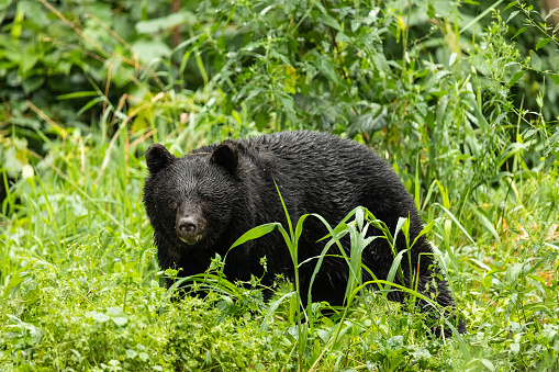 In Shizukuishi, Iwate of North Japan a Black Bear roams about the wilderness looking for food.