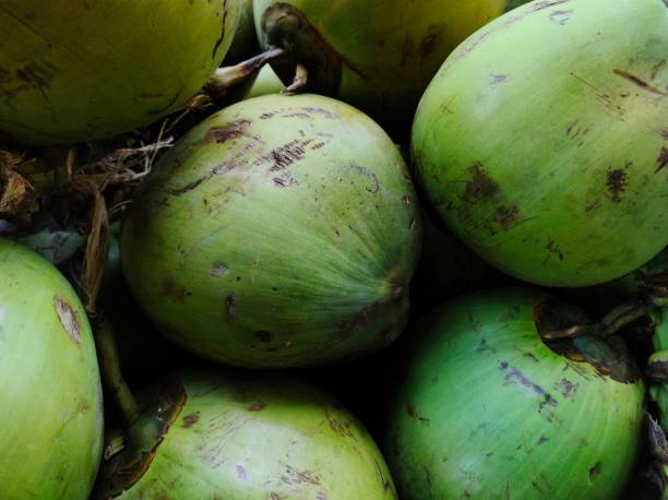 istock A collection of green young coconuts 1415533636