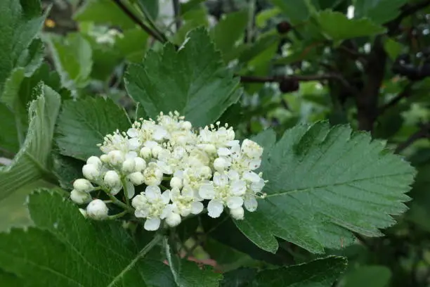 Half open white flowers of Sorbus aria in May