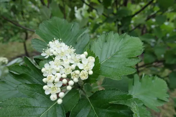 Not fully opened white flowers of Sorbus aria in May