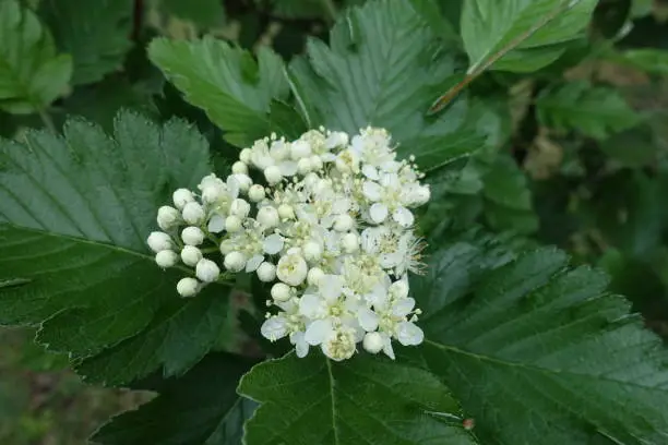 Opening white flowers of Sorbus aria in May