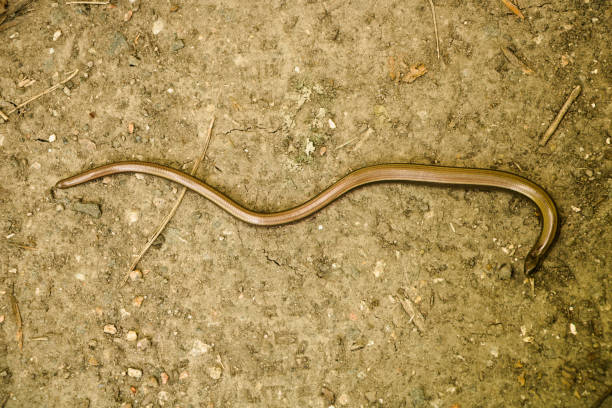 istock Top view of slow worm 1415534946