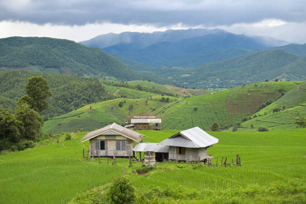 Rice Terraces, Chiang Mai, Thailand