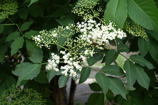 Buds and white flowers of European black elderberry in May