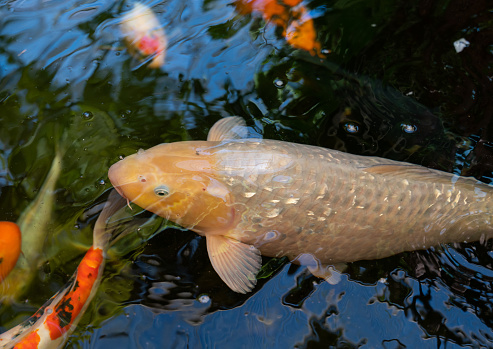 Koi are colored varieties of the common carp that are kept for decorative purposes in koi ponds or water gardens.