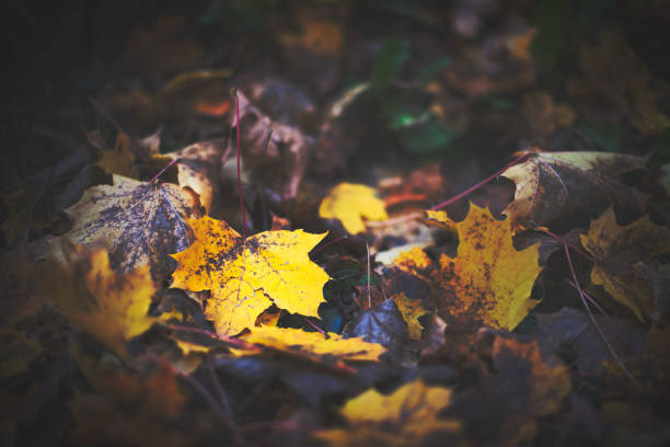 istock Yellow autumn leaf on the ground 1415536229