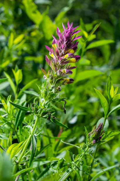 Melampyrum arvense, commonly known as field cow-wheat, is an herbaceous flowering plant of the genus Melampyrum in the family Orobanchaceae Melampyrum arvense, commonly known as field cow-wheat, is an herbaceous flowering plant of the genus Melampyrum in the family Orobanchaceae. sponger stock pictures, royalty-free photos & images