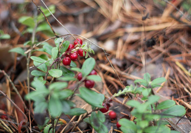 Red northern berries of tundra