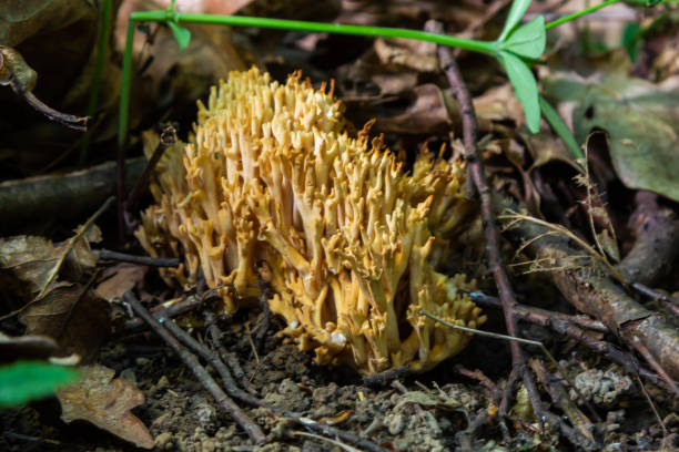 istock Ramaria stricta mushrooms growing in the forest. Ramaria Stricta 1415539188