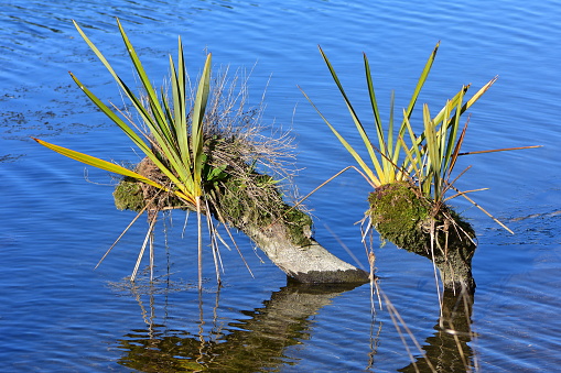 Epiphytes growing on dry parts of mostly submerged tree branch. Location: Waikato New Zealand