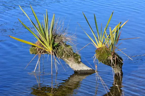 Epiphytes growing on dry parts of mostly submerged tree branch. Location: Waikato New Zealand