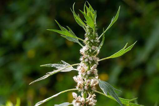 Leonurus cardiaca, known as motherwort. Other common names include throw-wort, lion's ear, and lion's tail. Medicinal plant. Grows in nature.