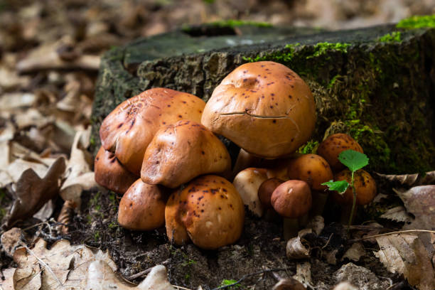 gymnopus fusipes mushroom cluster, edible when young gymnopus fusipes mushroom cluster, edible when young. marasmiaceae stock pictures, royalty-free photos & images
