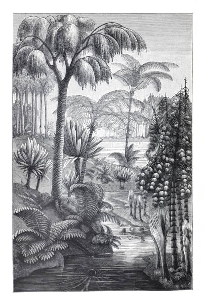 ilustrações de stock, clip art, desenhos animados e ícones de vintage and retro collage of nature reserve. antique hand drawn tropical plant like ferns illustration. - illustration and painting landscape old fashioned antique