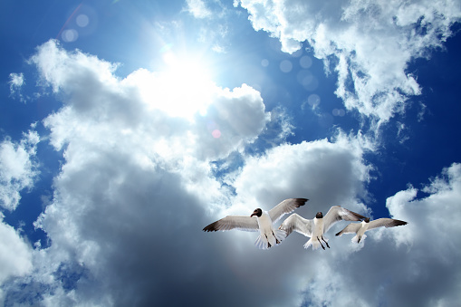 flying seagulls over empty sky