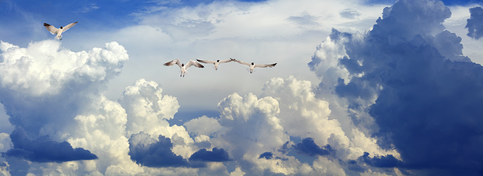 flying seagulls over empty sky