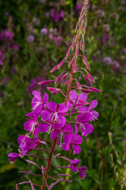 istock Ivan chai, Chamaenerion angustifolium, fireweed, great willowherb, rosebay willowherb, perennial herbaceous flowering plant family Onagraceae, ornamental and medicinal plant 1415540540