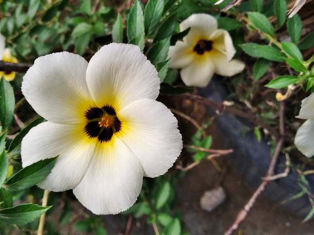 Beautiful white turnera subulata flowers