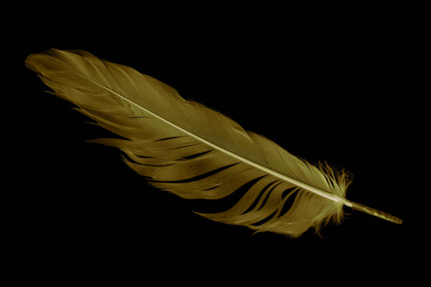 istock gold feather goose on a black isolated background 1415542345