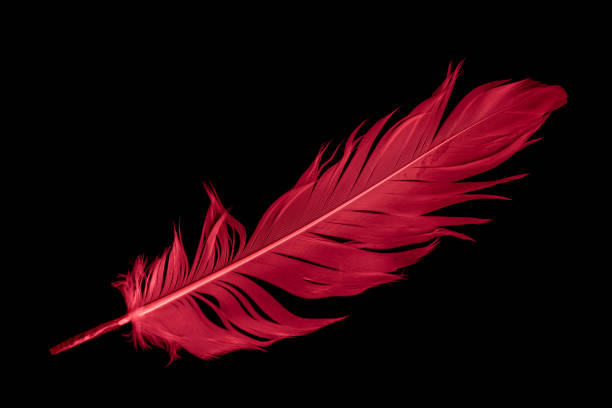 istock a red goose feather on a black isolated background 1415542359